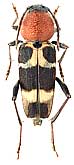 Cerambycidae: Xylotrechus rufilius Bates