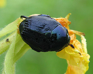 Scarabaeidae: Popillia mutans Newmann