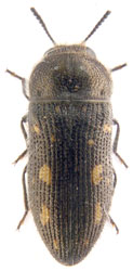 Acmaeodera (Palaeotethya) bipunctata bipunctata 
(A.G. Olivier, 1790).