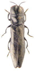 Paracylindromorphus subuliformis subuliformis
Mannerheim, 1837.