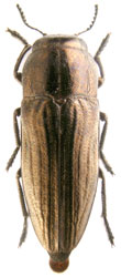 Sphenoptera (Deudora) sculpticollis Heyden, 1886.