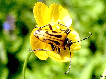 Brachyta interrogationis (Linnaeus, 1758) (Cerambycidae)