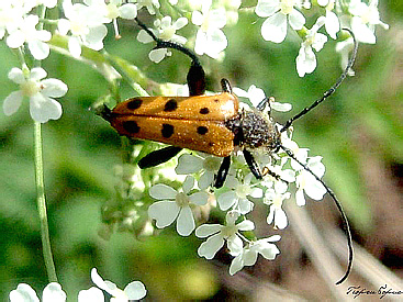 Oedecnema gebleri Ganglbauer, 1889 (Cerambycidae)