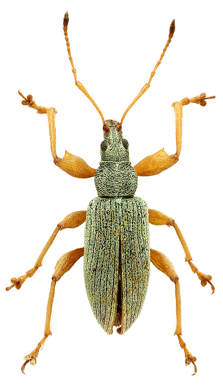 Phyllobius (Ectomogaster) fulvago Gyllenhal, 1834 (Steven, 1829)*