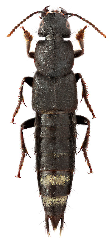 Platydracus aureofasciatus (Motsch.)