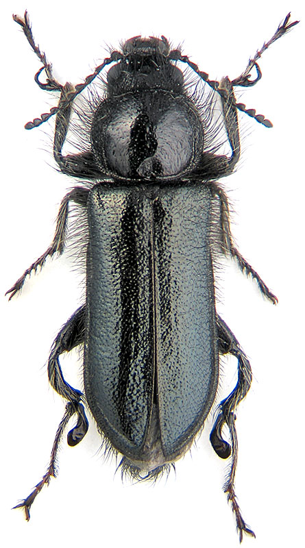Enicopus (Enicopus) pilosus (Scopoli, 1763) 
