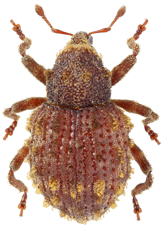 Acallinus tuberculatus Morimoto, 1962