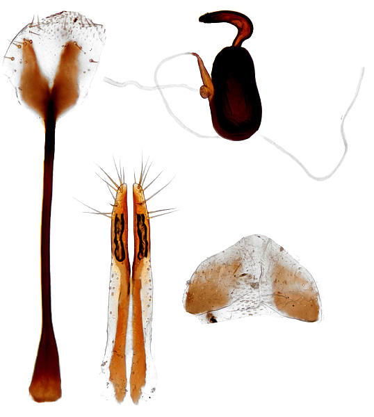 Crepidodera aurata Marsham, 1802