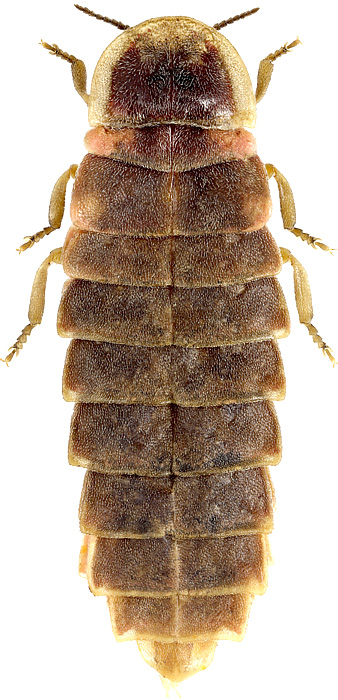 Lampyris noctiluca (Linnaeus, 1758)