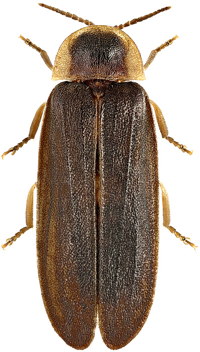Lampyris noctiluca (Linnaeus, 1758)