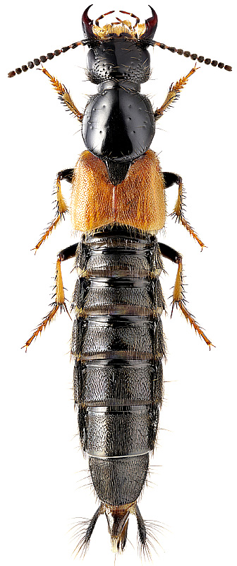Philonthus spinipes Sharp, 1874