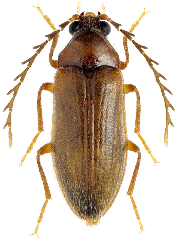 Pseudoepilichas niponicus Lew., 1895