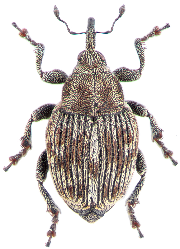 Thamiocolus nubeculosus (Gyll., 1837 )