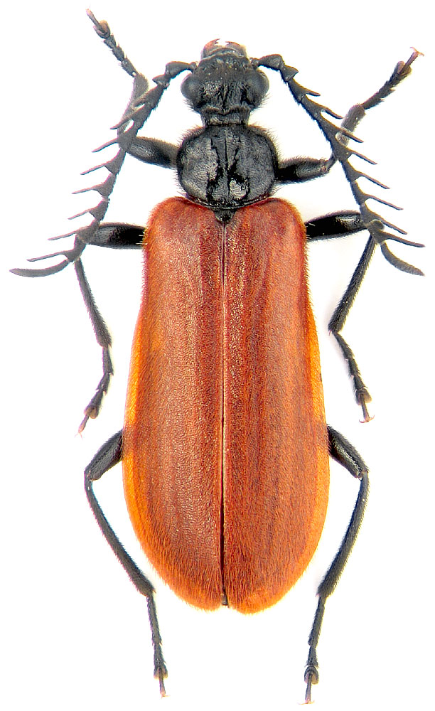 Pseudopyrochroa lateraria Motsch.