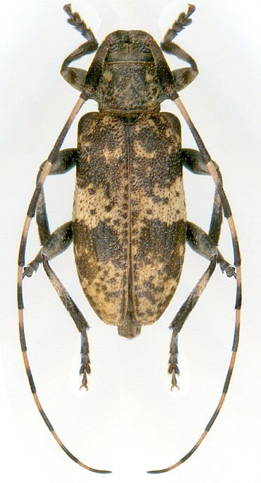 Leiopus nebulosus (L., 1758) 