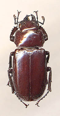 Prismognathus subaeneus, female
