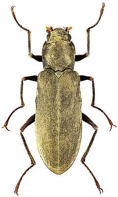 Dryopidae: Praehelichus cf. asiaticus (Motschulsky, 1845)