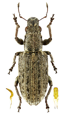 Curculionidae: Sitona callosus Gyllenhal, 1834