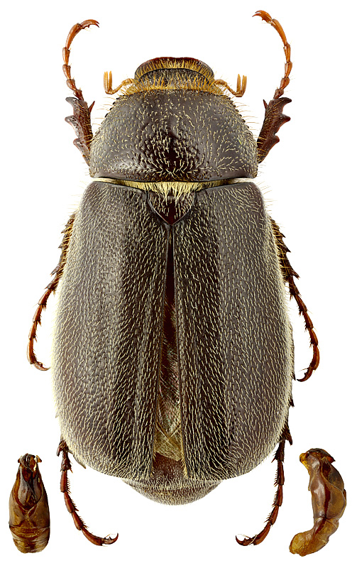 Aplidia vagepunctata (Kraatz, 1882)