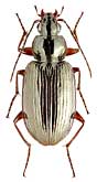 Carabidae: Agonum dolens (C.R. Sahlb.)
