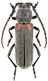 Cerambycidae: Anoplistes forticornis Rtt.