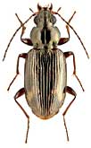 Carabidae: Bembidion dentellum Thunb.