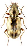 Carabidae: Bembidion semipunctatum Don.