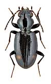 Carabidae: Bembidion (Emphanes) tenellum Erichson, 1837