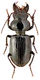 Carabidae: Carenochyrus titanus Sols.