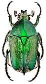 Scarabaeidae: Chiloloba acuta (Wiedemann, 1823)