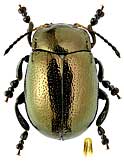 Chrysomelidae: Chrysolina eurina (Friv.)
