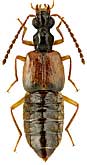 Staphylinidae: Deleaster bactrianus Sem.