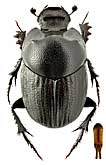 Scarabaeidae: Euonthophagus gibbosus (Scriba, 1790)