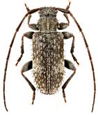 Cerambycidae: Exocentrus ussuricus Tsherepanov