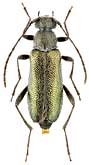 Cerambycidae: Grammoptera baudii Sama