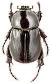 Scarabaeidae: Haplosoma ordinatum Sem.
