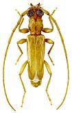 Cerambycidae: Iranobrium davatchii Villiers, 1967