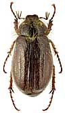 Scarabaeidae: Lasiexis dilaticollis (Ballion, 1871)