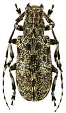 Cerambycidae: Mesosa hirsuta Bates, 1884