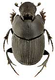 Scarabaeidae: Onthophagus bivertex Heyd.