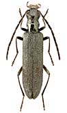 Oedemeridae: Opsimea ventralis Miller