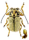 Chrysomelidae: Pachybrachis jacobsoni (Lopatin, 1968)