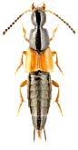 Staphylinidae: Philonthus rubripennis Steph.