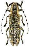 Cerambycidae: Saperda populnea (L.)