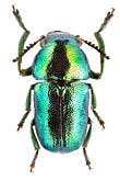 Chrysomelidae: Smaragdina viridana Lac.
