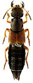 Staphylinidae: Staphylinus dimidiaticornis Gemm.