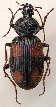 Panagaeus japonicus, female