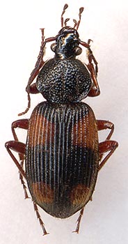 Panagaeus japonicus, male