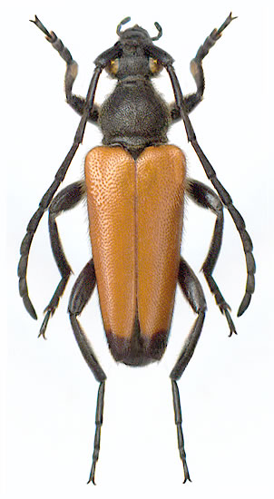 Paracorymbia fulva - male