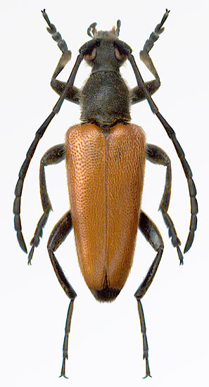 Paracorymbia pallidipennis - male